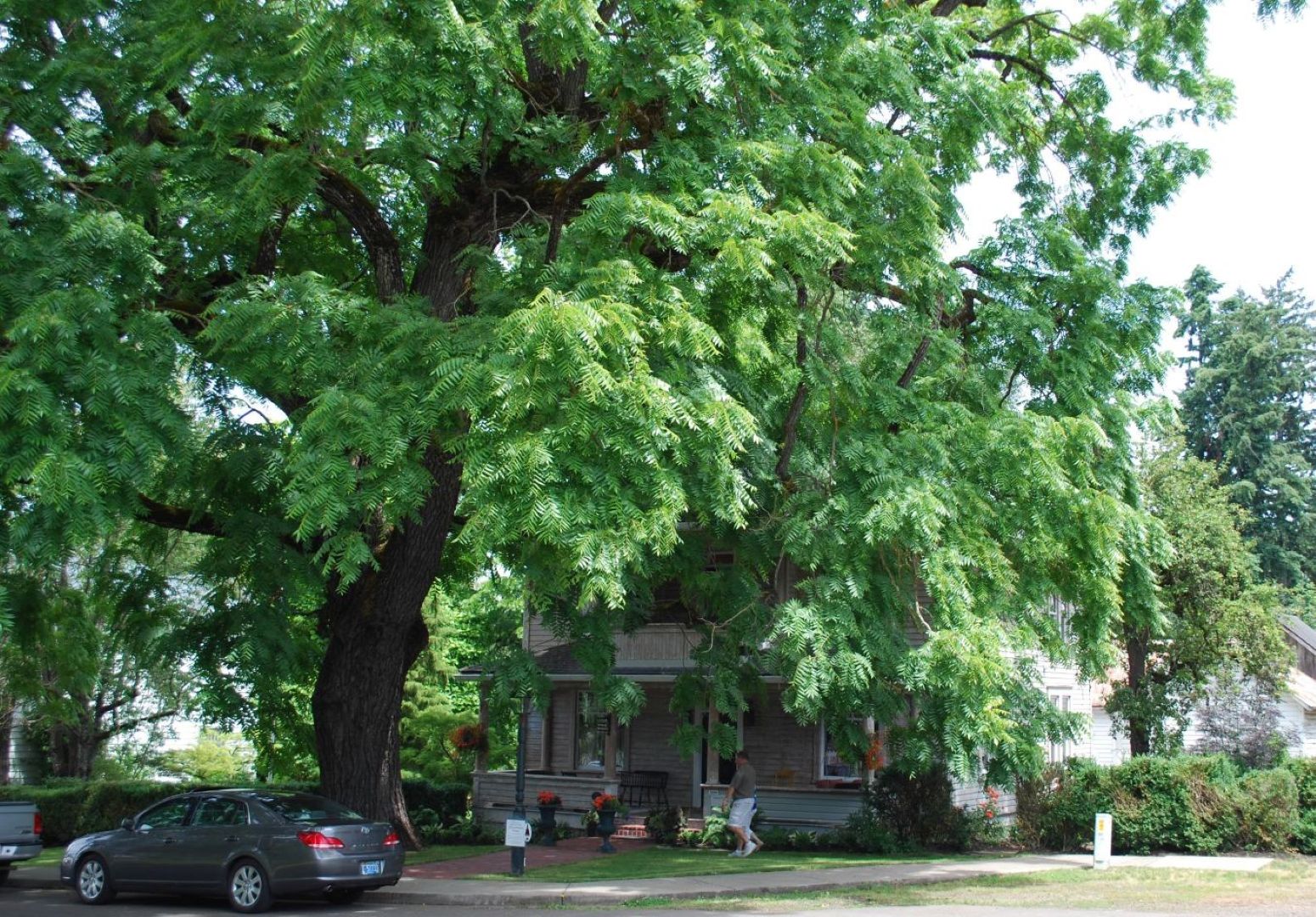 Aurora Colony Black Walnut Oregon Heritage Tree