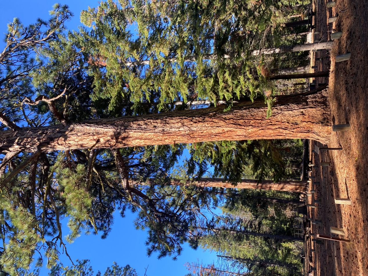 Williamson-Abbot Expedition Ponderosa Pine