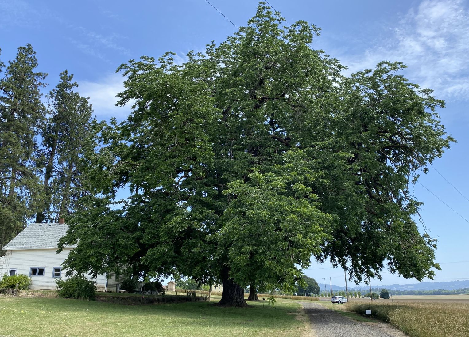 Baker Russell Black Walnut