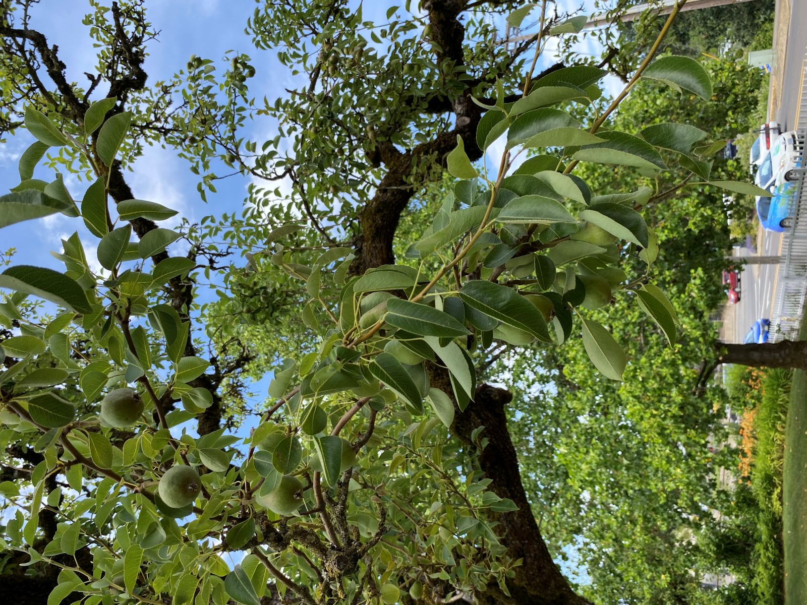 Hoover-Minthorn Pear