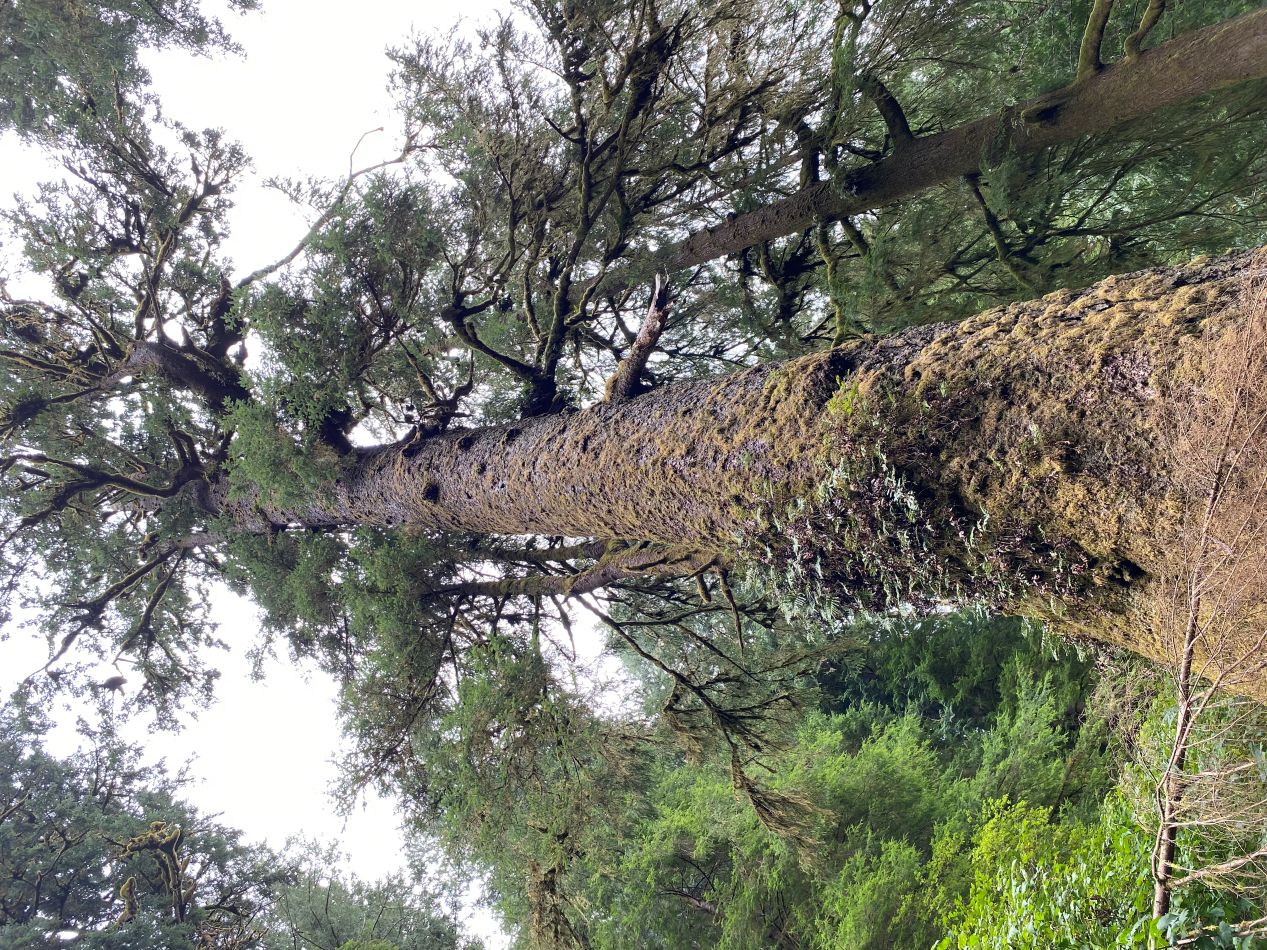 Giant Spruce height OTIS.jpg