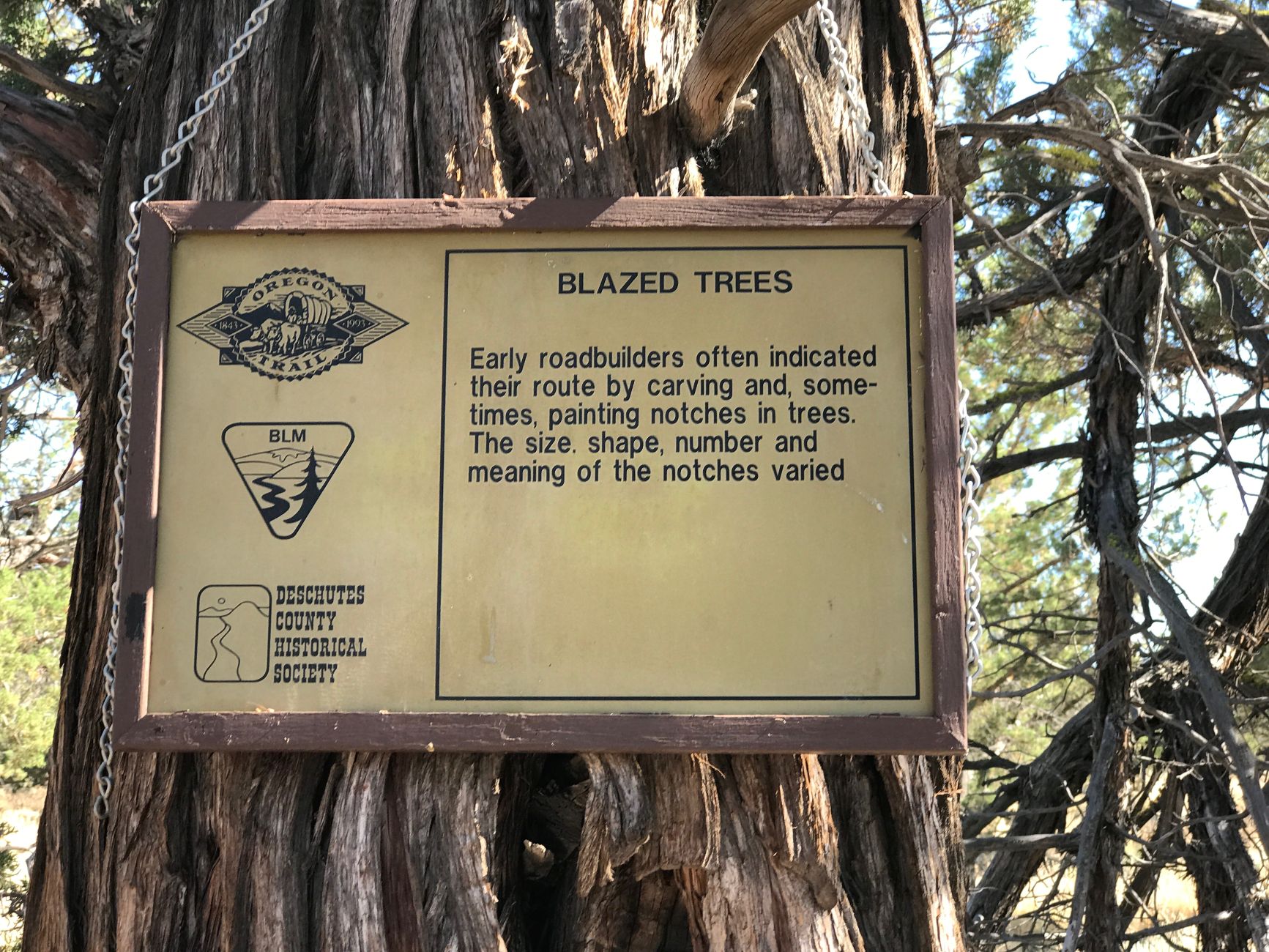 Huntington Wagon Rd Junipers