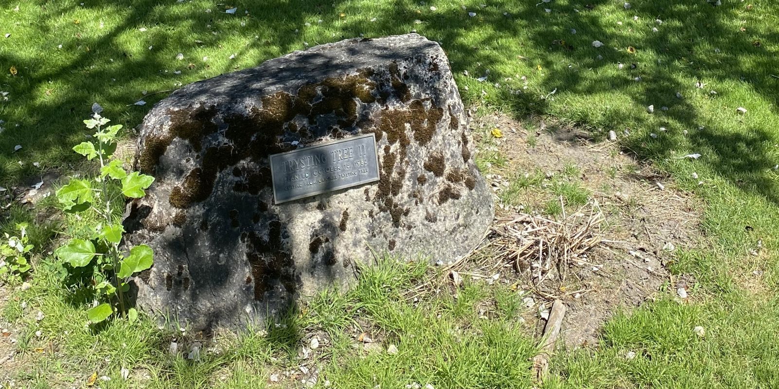 Trysting Tree Marker