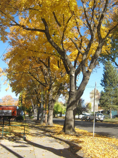 Victory Way Norway Maples