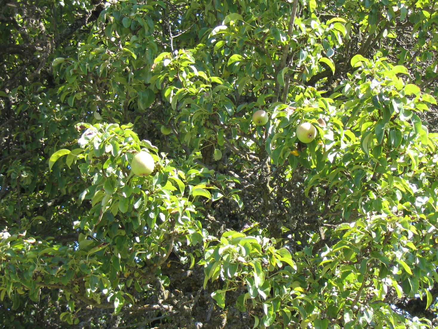 Hager Grove Pear