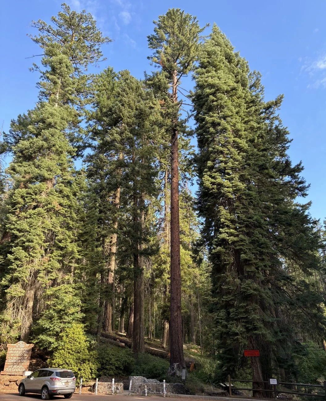 Tub Springs Sugar Pine Heritage Tree