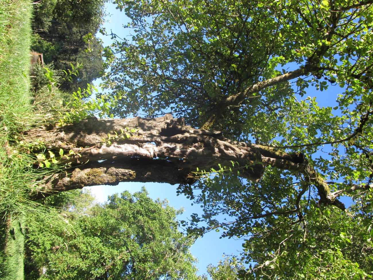 GeerCrest American Pippin