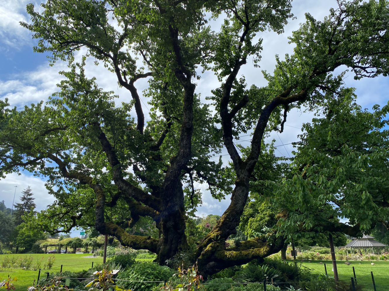 Owen Cherry Heritage Tree