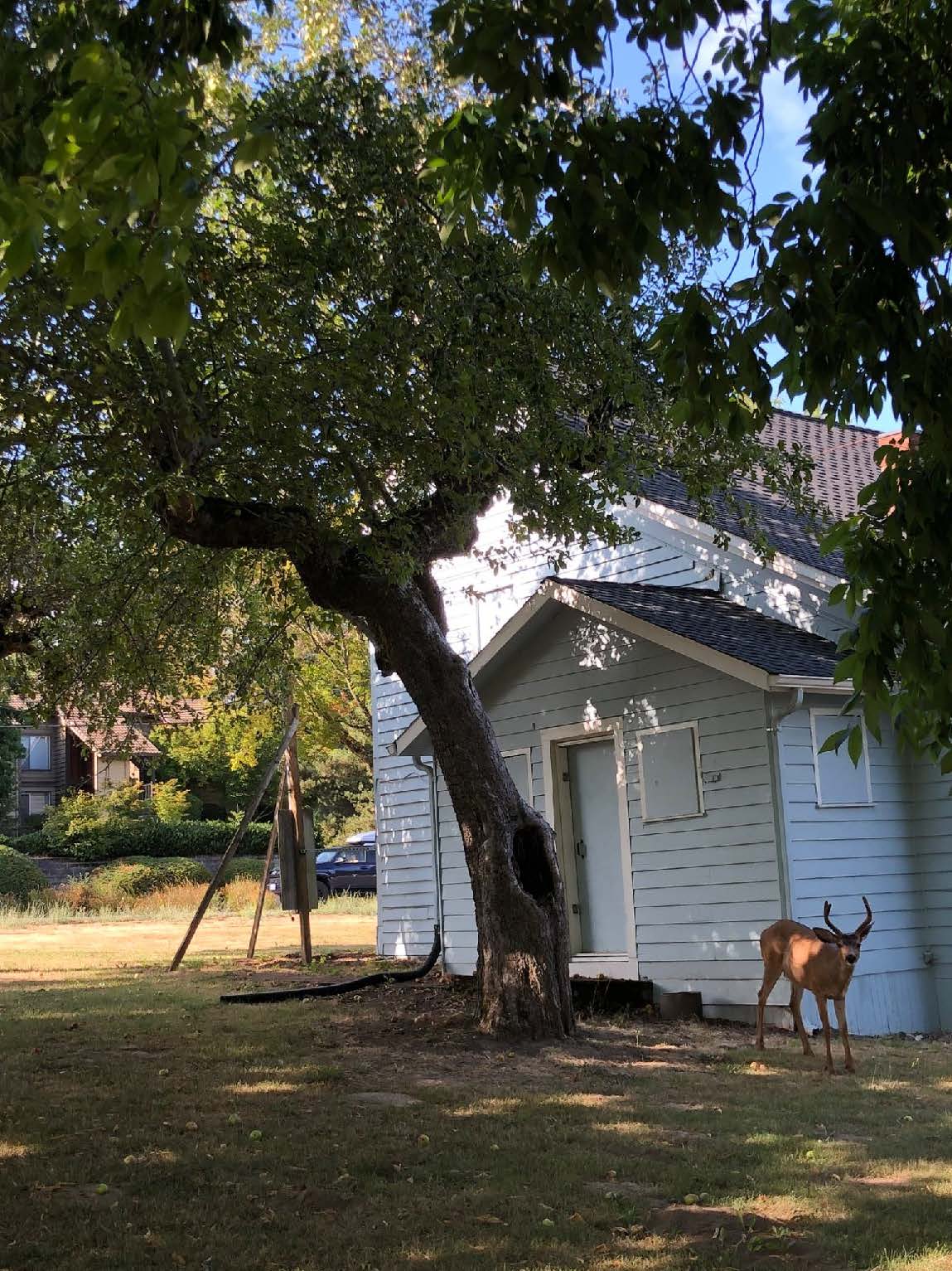 JQA Young House Gravenstein Apple