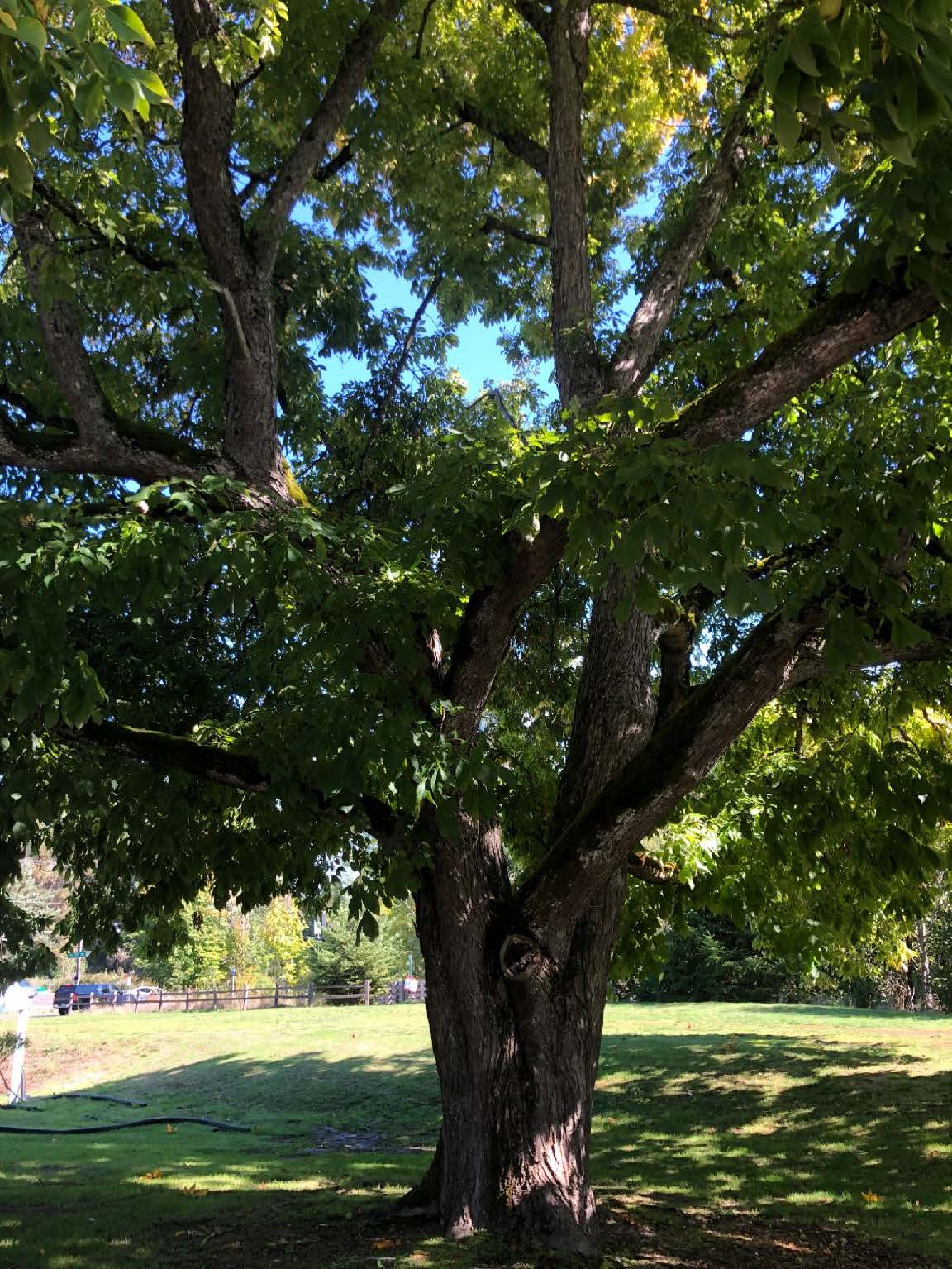 JQA Young House Hickory Tree