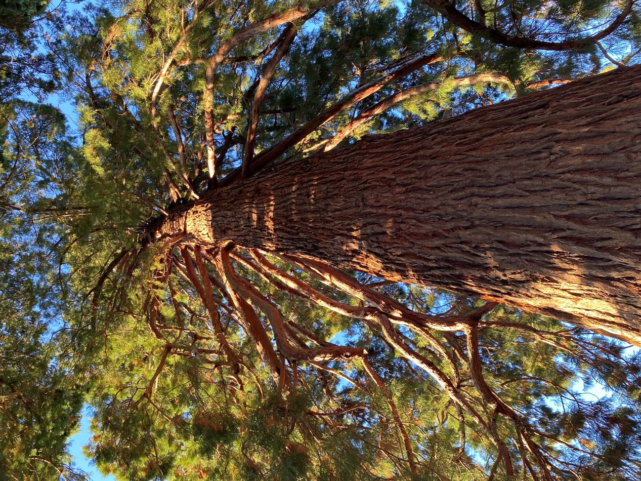 Courthouse Square Giant Sequoias