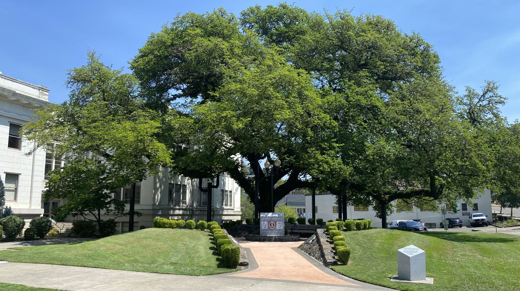 Courthouse Elm Oregon Heritage Tree