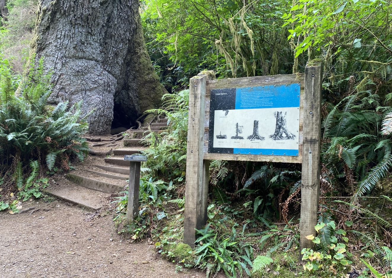 Giant Spruce Interp OTIS.jpg