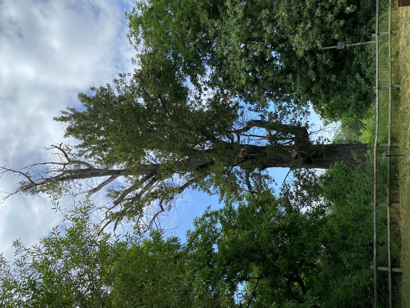 Willamette Mission Cottonwood