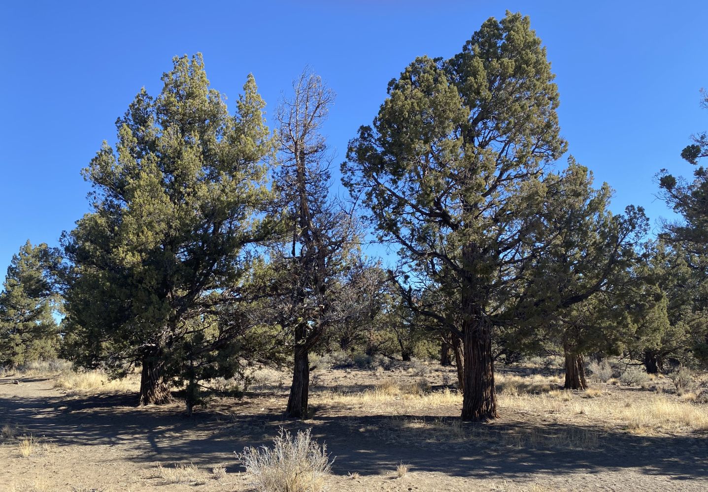 Huntington Wagon Rd Junipers