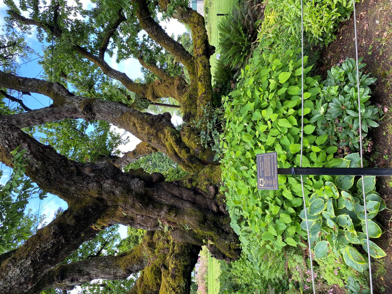 Owen Cherry Heritage Tree