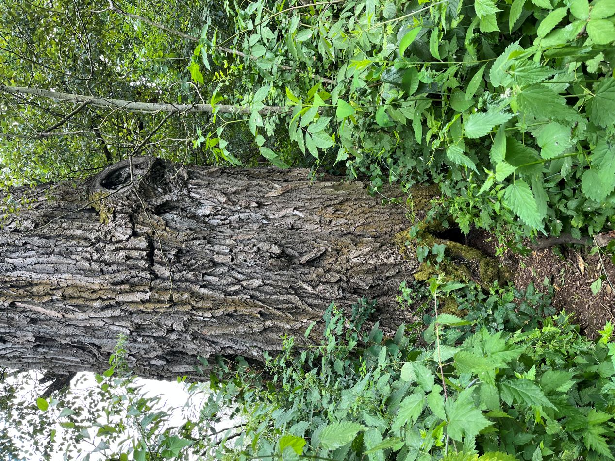 Willamette Mission Cottonwood