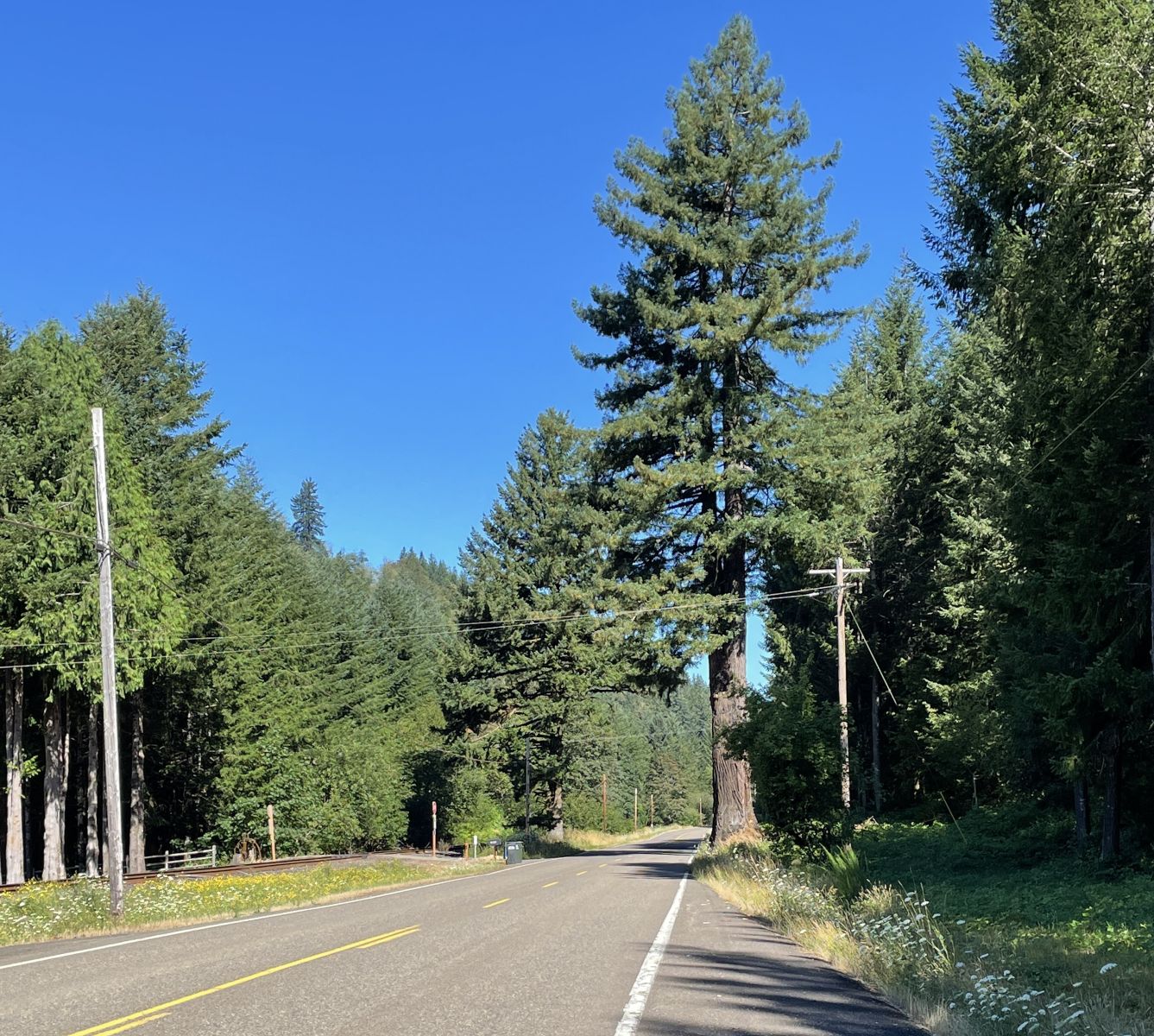 Eddyville Redwood OTIS.jpg