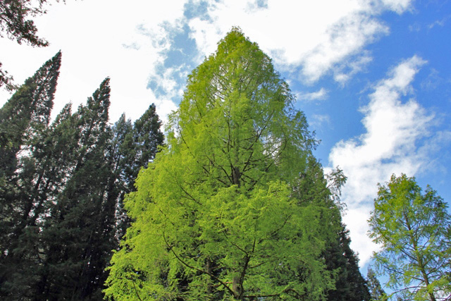 Dawn Redwood in Spring