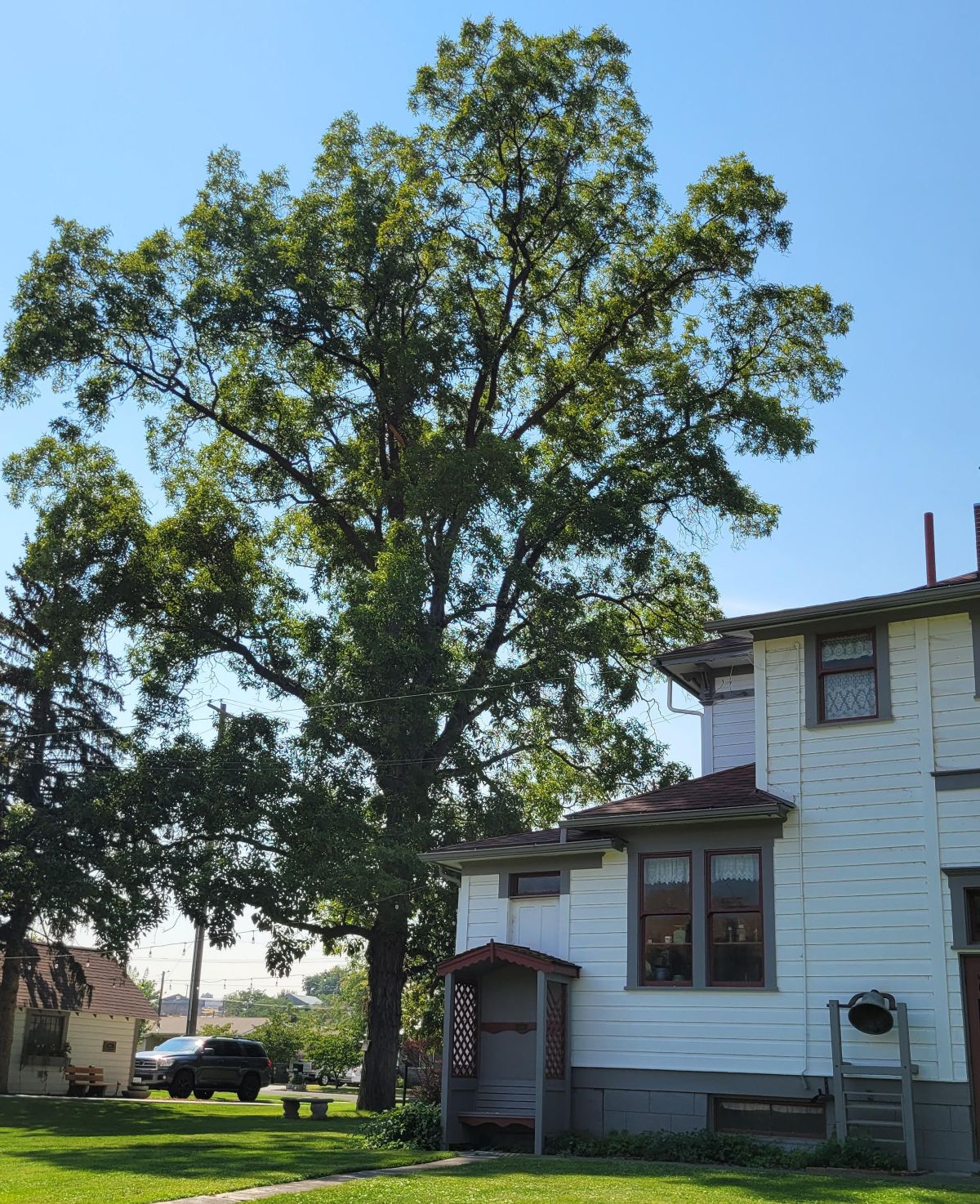 Shagbark Hickory