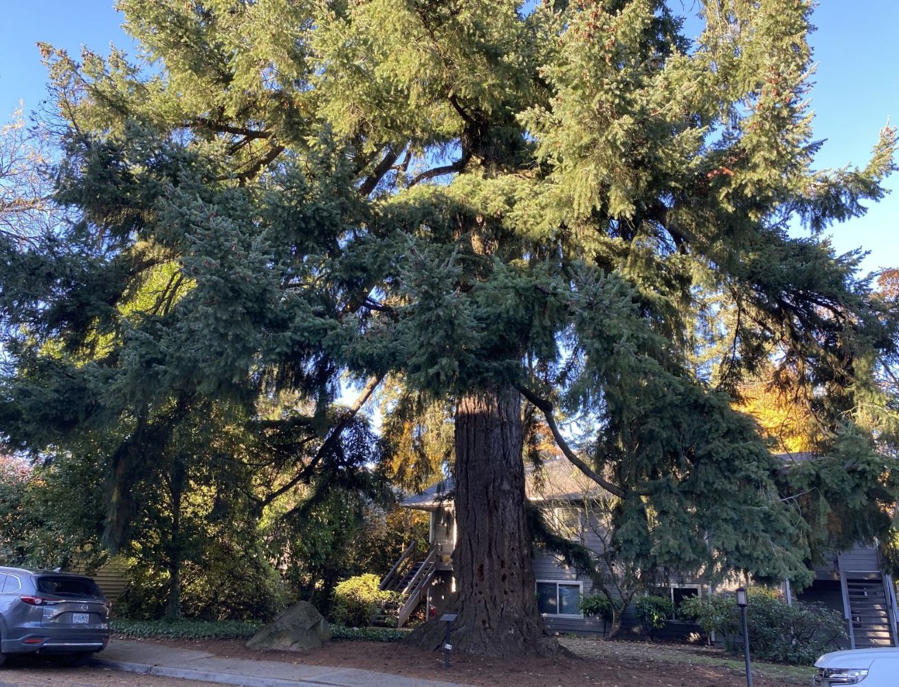 Peg Tree Oregon Heritage Tree