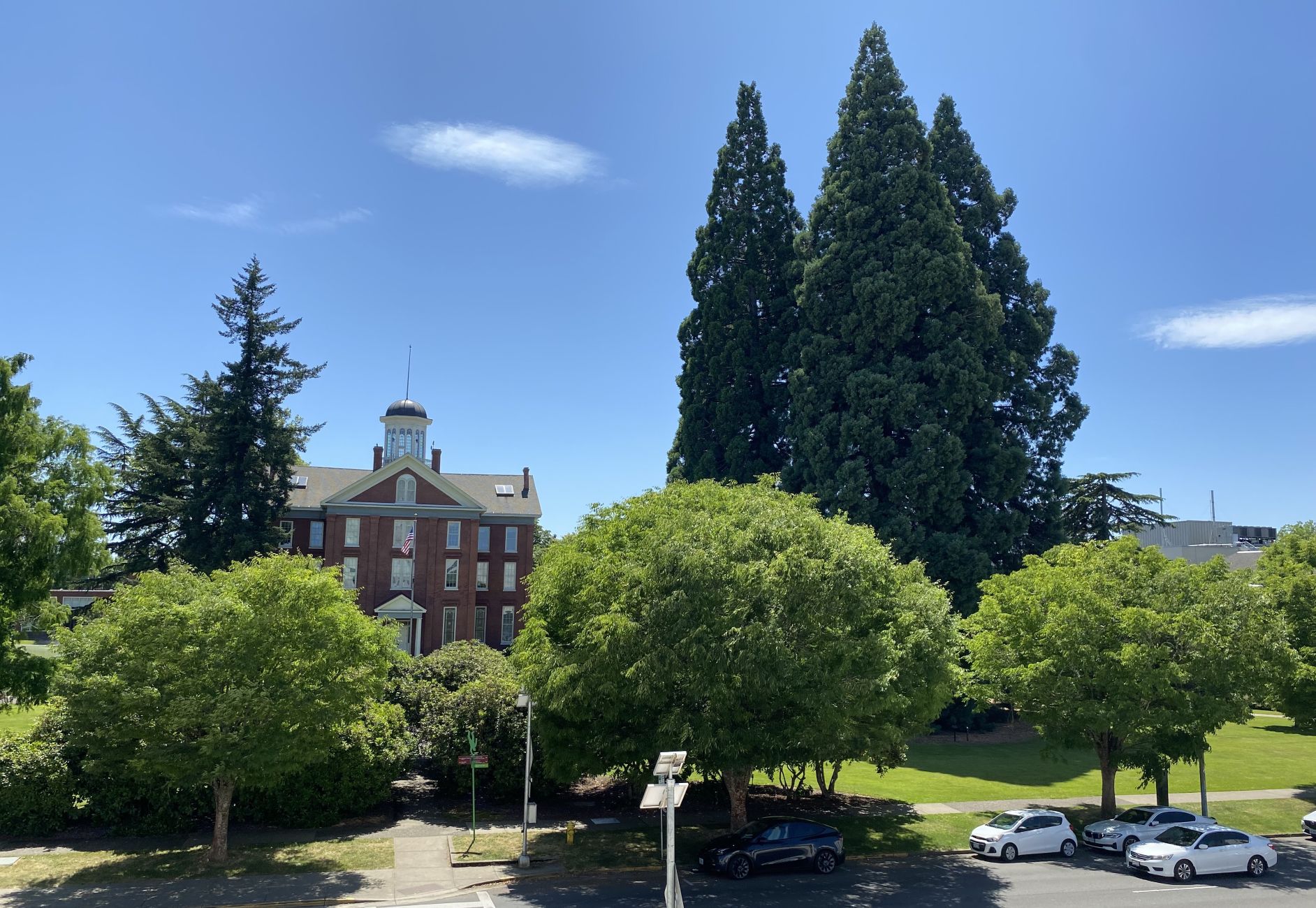Star Trees at Willamette University