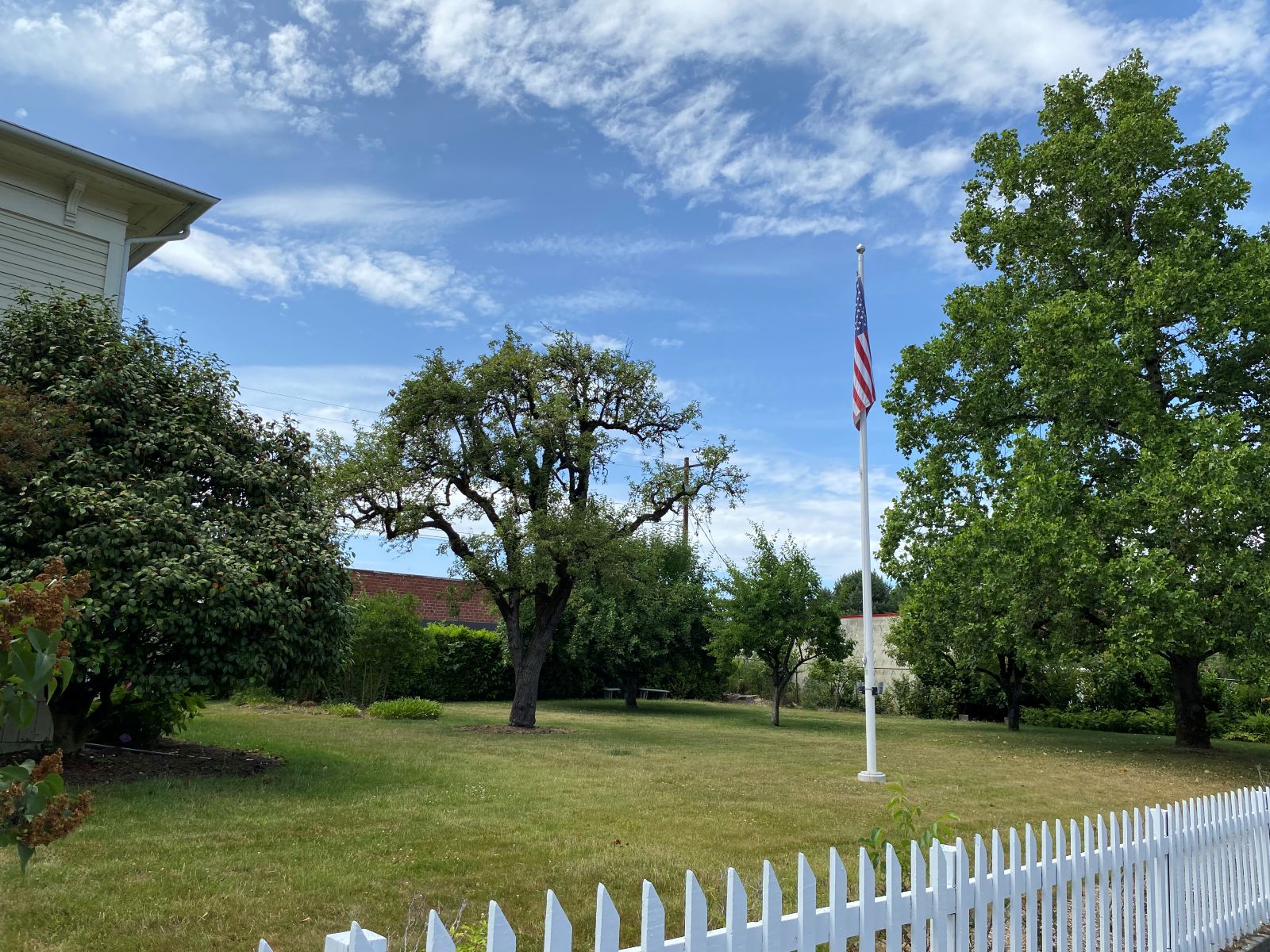 Hoover-Minthorn Pear