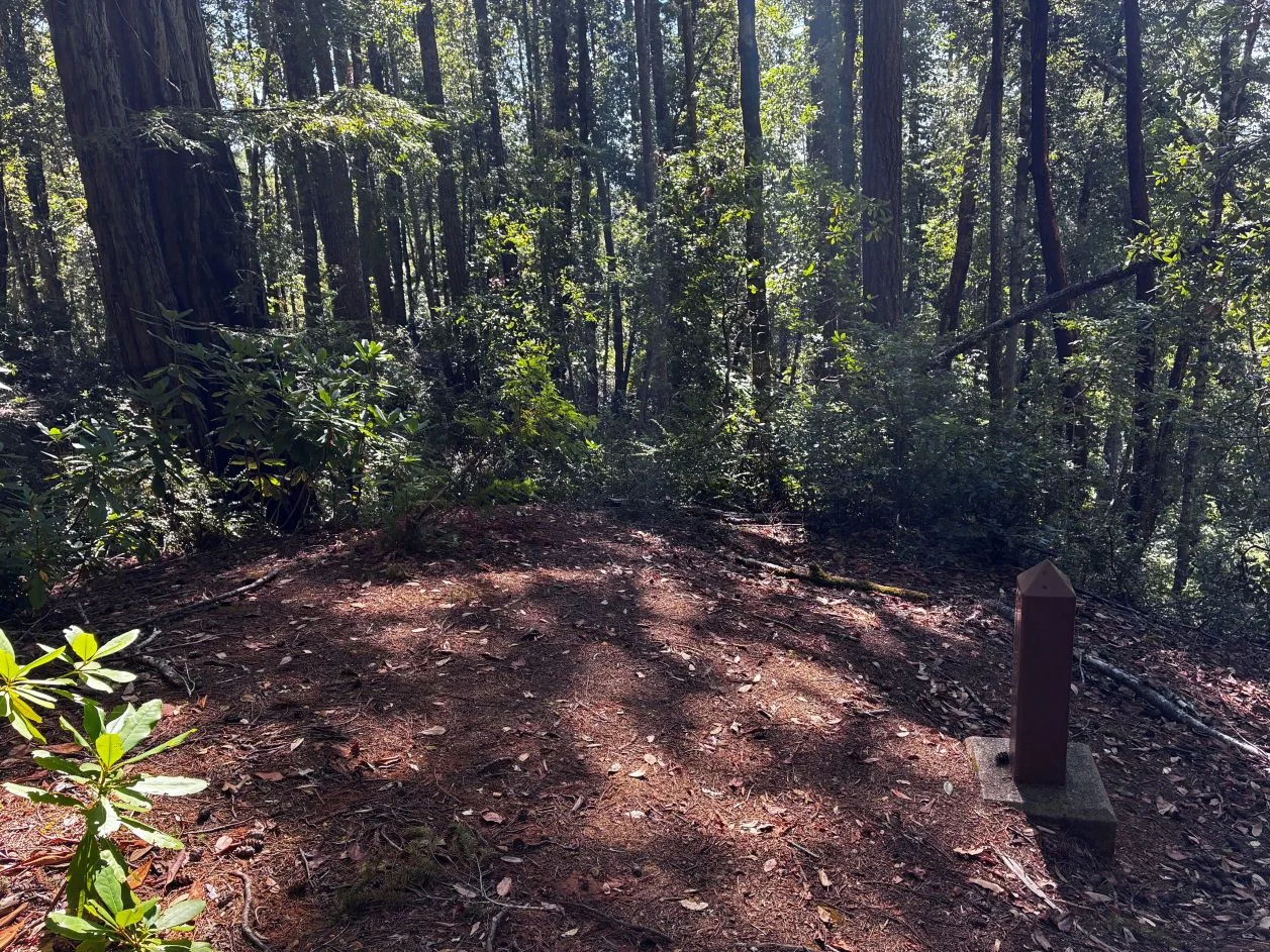 Tree in open area in forest.
