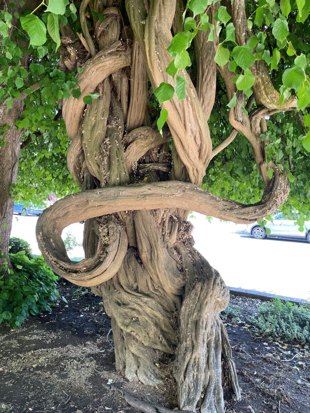 Moyer House Linden / Wisteria