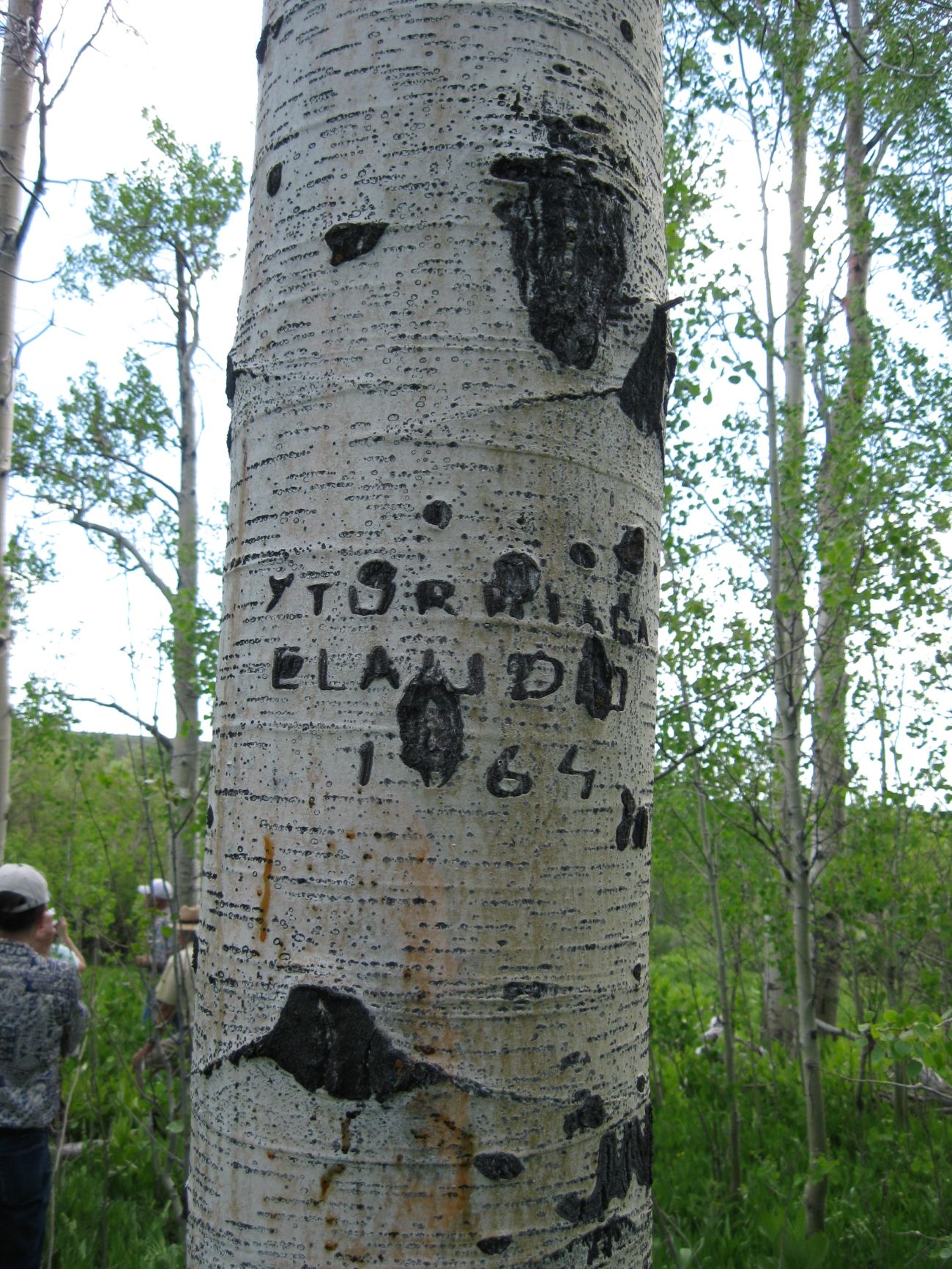 Aspen Arborglyphs Oregon Heritage Trees
