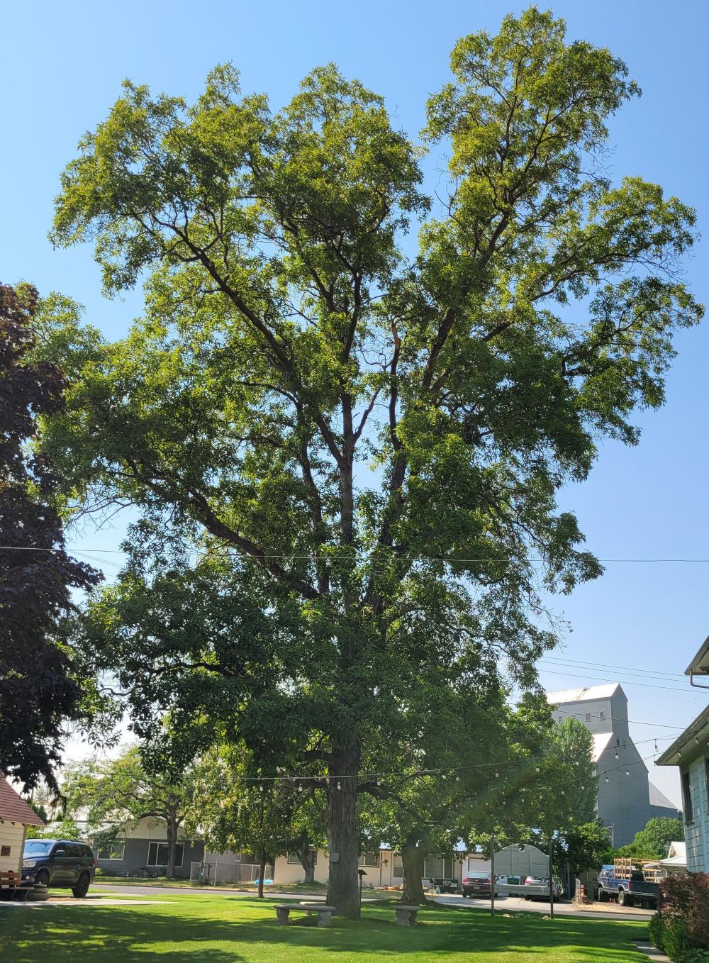 Shagbark Hickory