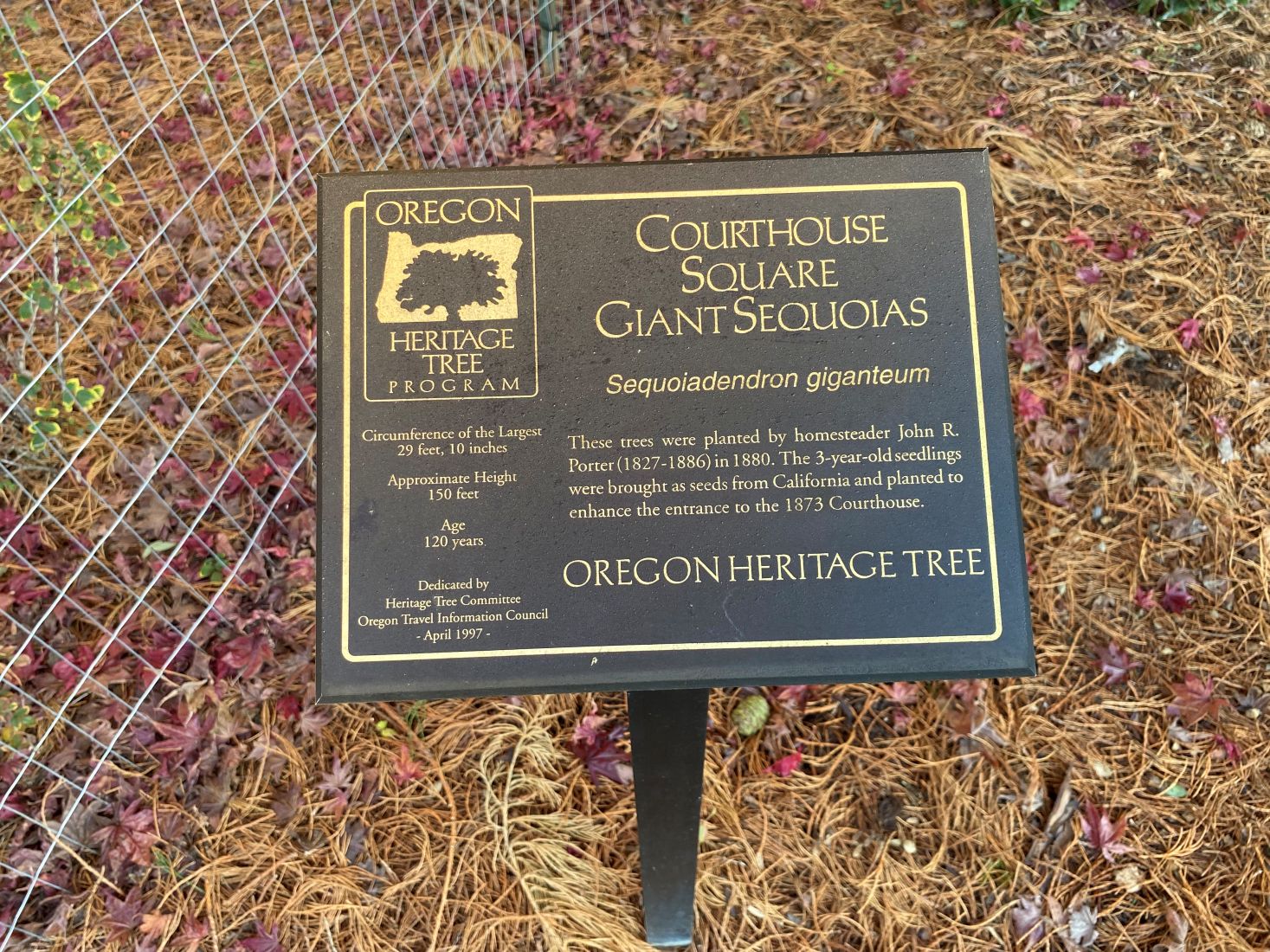 Courthouse Square Giant Sequoias