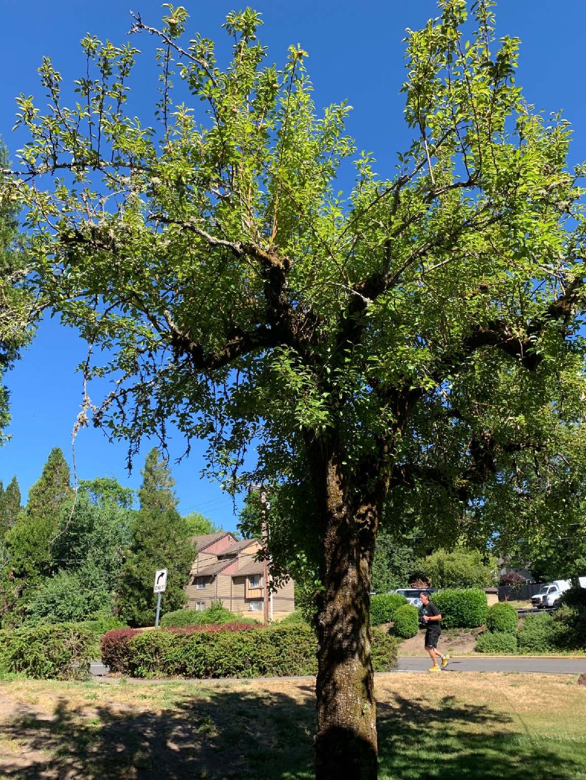 JQA Young House Bartlett Pear Tree