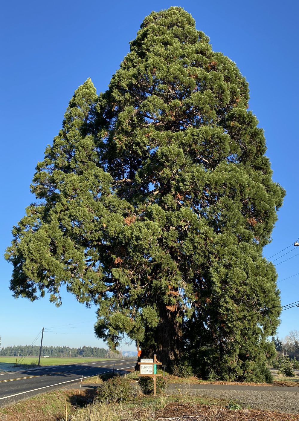 Governor Withycombe Sequoia
