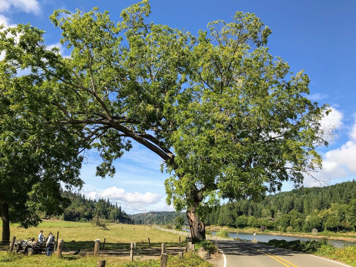 2020 Smith Family Walnut overarching OTIS.jpg
