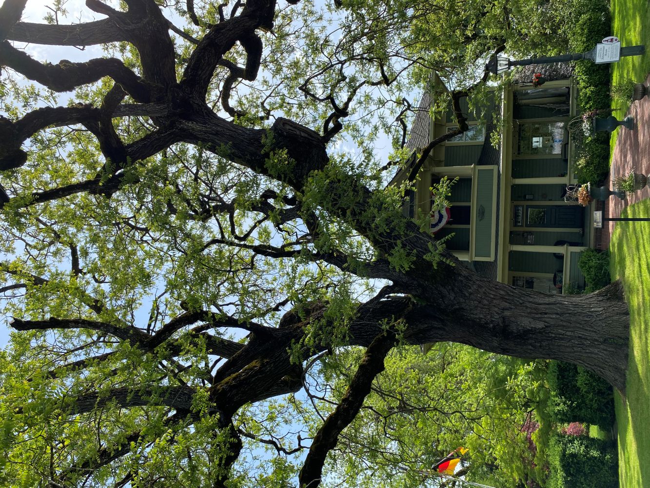 image of walnut tree looking up through branches in spring
