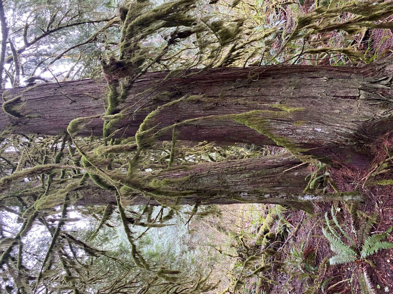 Frank Lockyear Memorial Grove