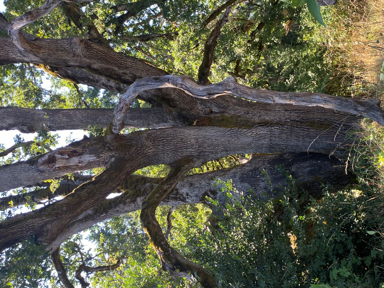 Signature Oak