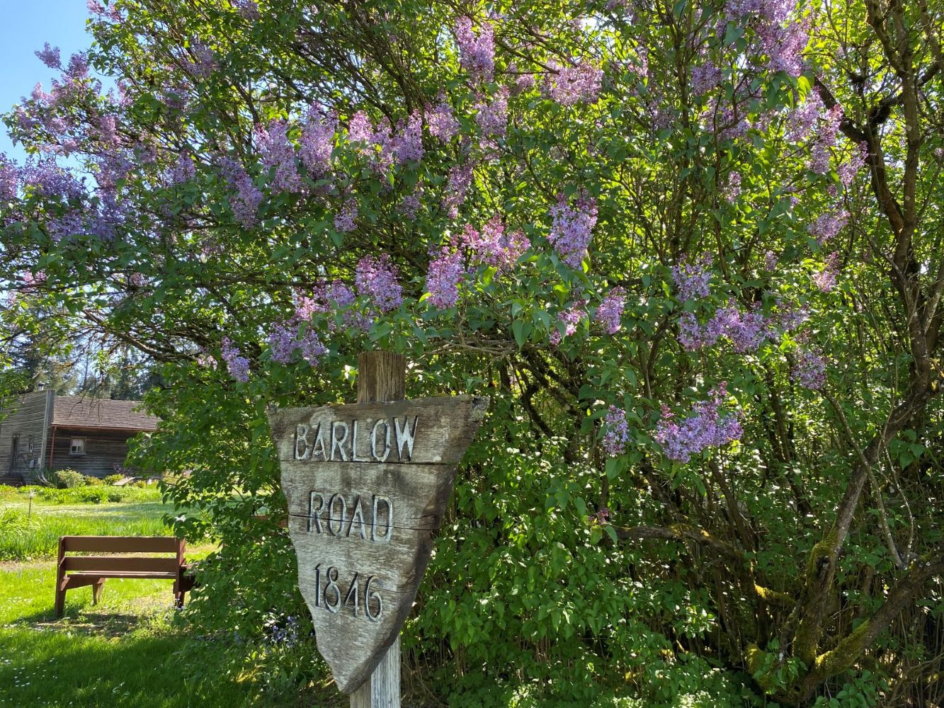 Foster Lilac Oregon Heritage Tree