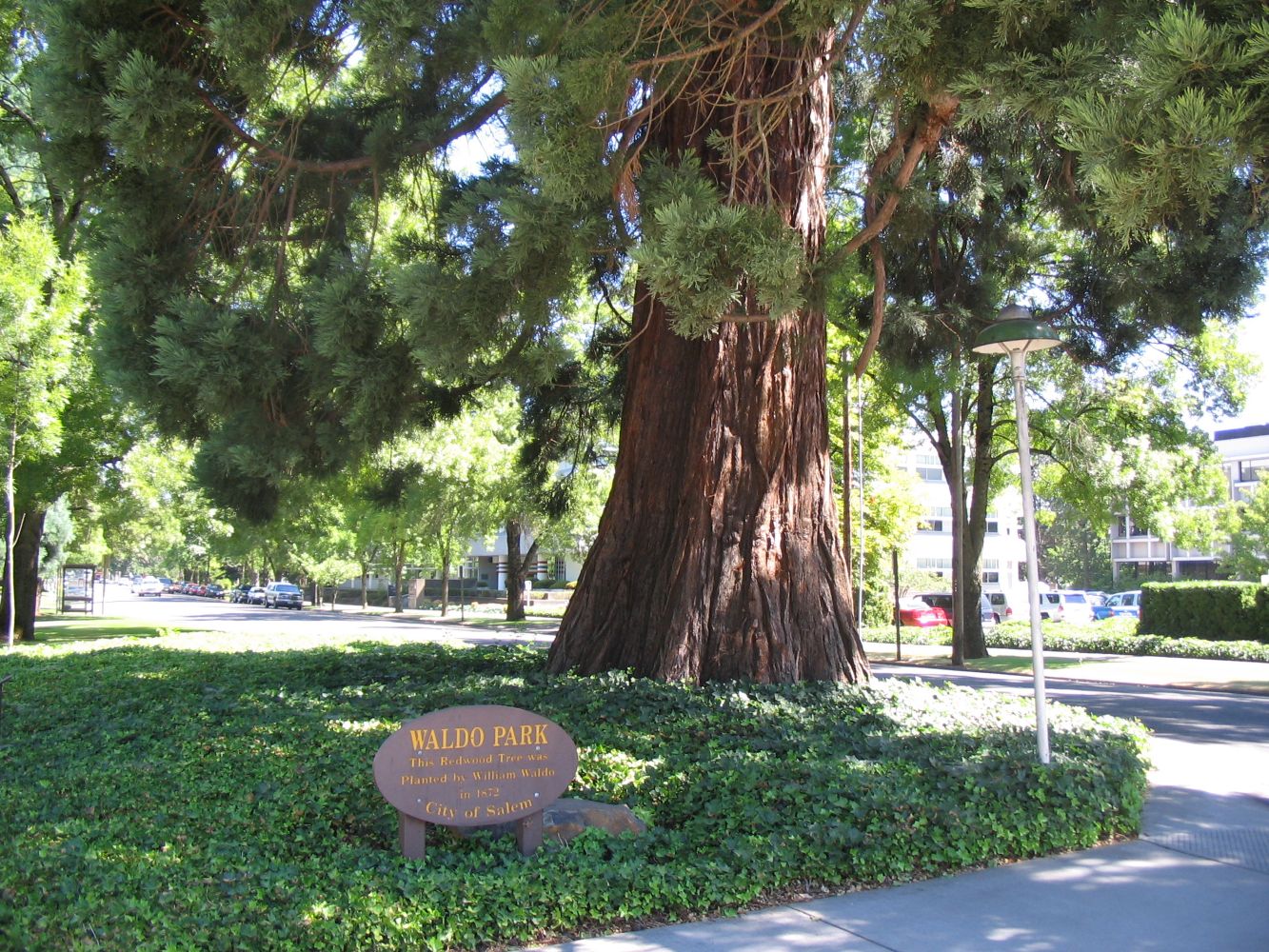 Waldo Park Tree