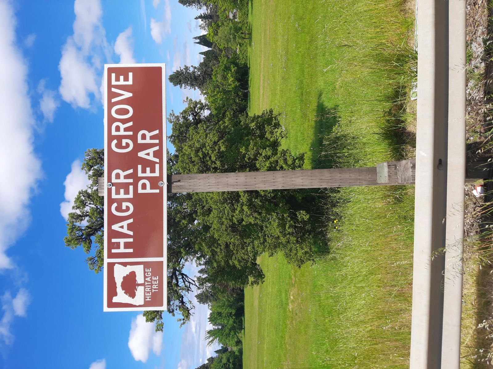 Hager Grove Pear