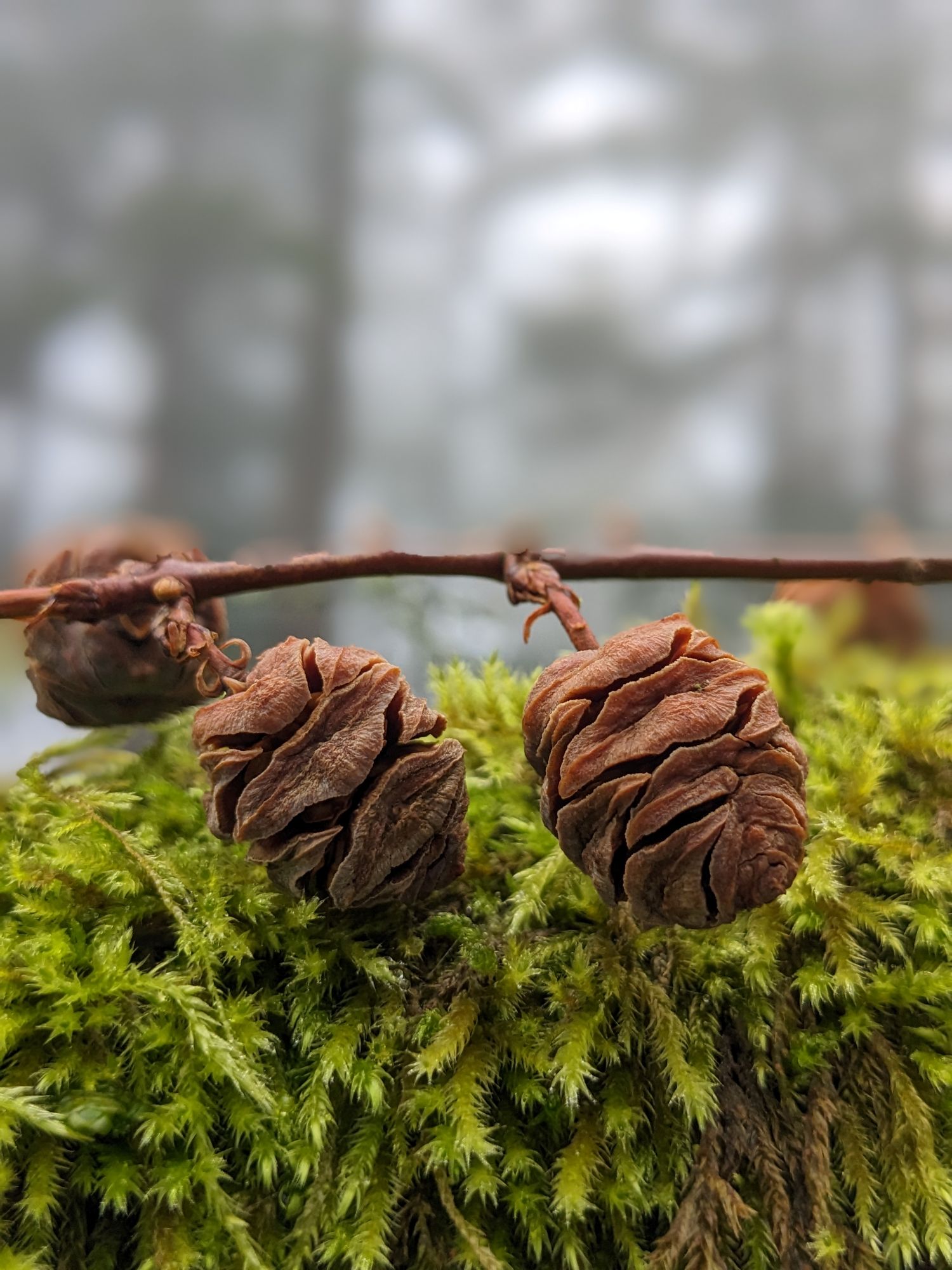 Dawn Redwood Cones