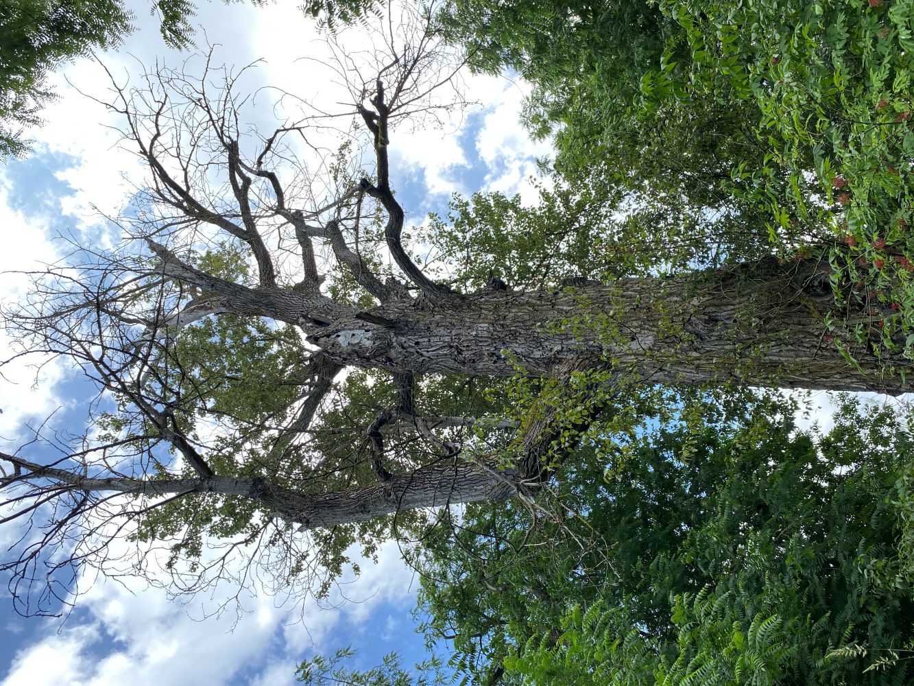 Willamette Mission Cottonwood