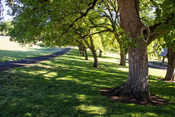 Stein-Boozier Walnut Orchard