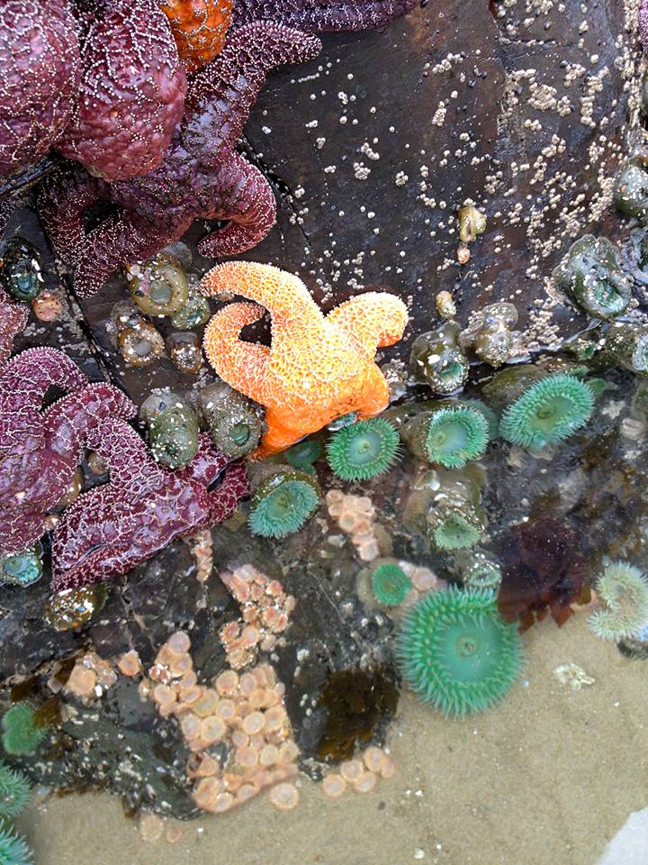 Tide-Pool-1.jpg