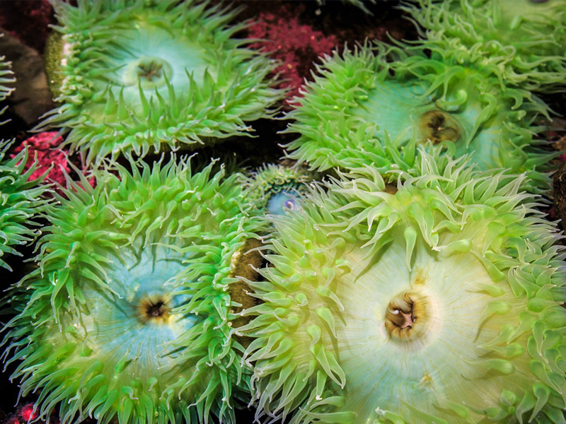 Tide Pool Explorience