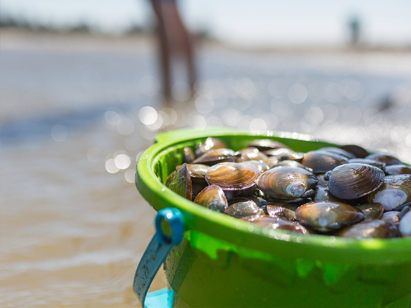 Green plastic bucket sitting on the beach filled with small, brown clams.