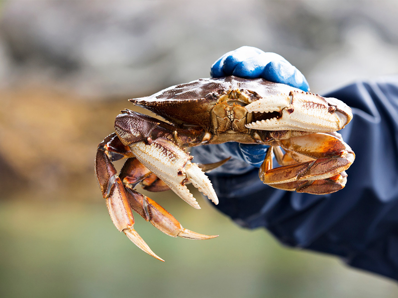 Crabbing Explorience