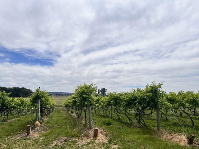 A fantastic view of the vineyard in full growth at Volcanic Winery