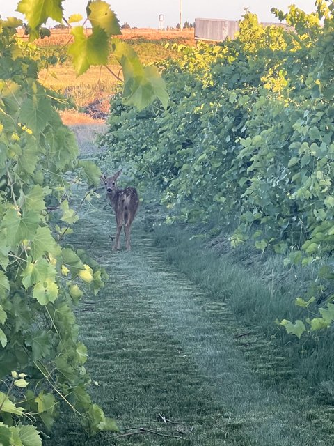 a wild friend enjoying the grapevines